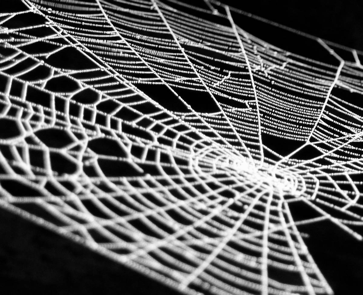 Web Wallpaper.JPG