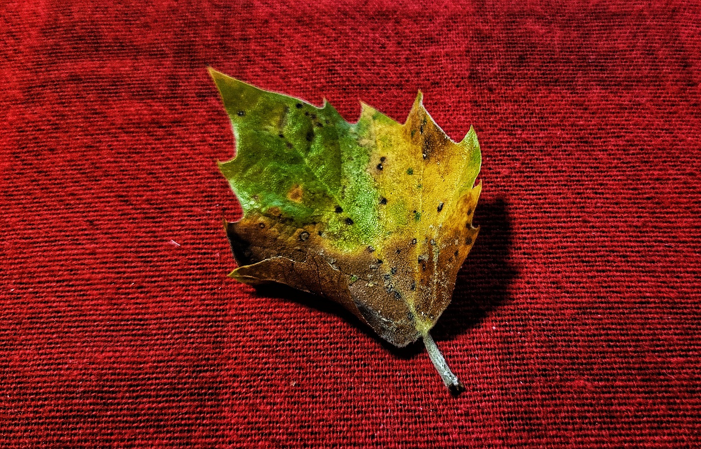 20250930_134437.jpg